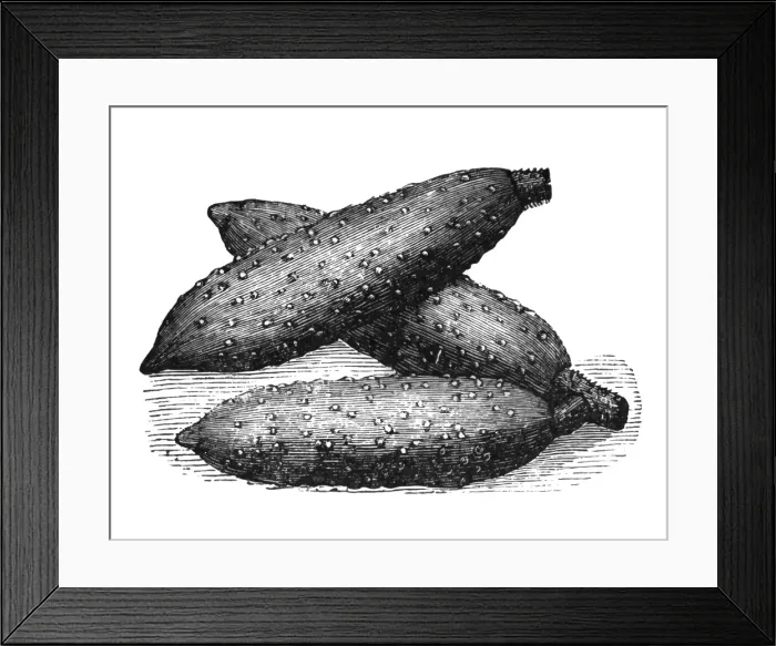 Framed Print : Parisian cucumber Framed Print : Parisian cucumber