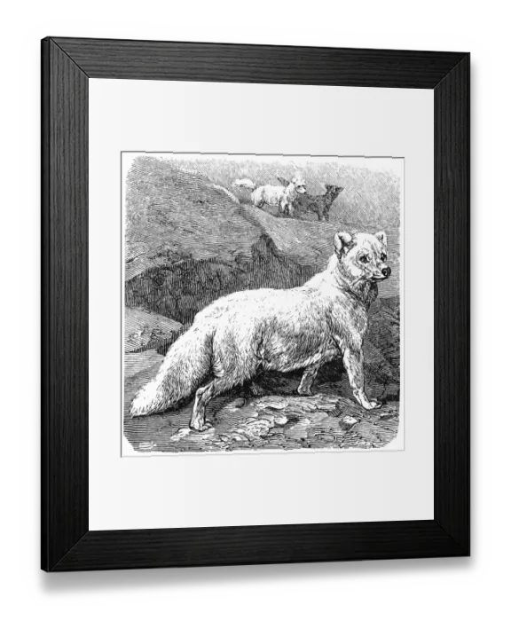 Framed Print : Arctic fox (Vulpes lagopus) Framed Print : Arctic fox (Vulpes lagopus)