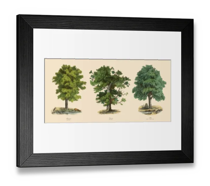 Framed Print : Ornamental Trees in the Forest, Victorian Botanical Illustration Framed Print : Ornamental Trees in the Forest, Victorian Botanical Illustration