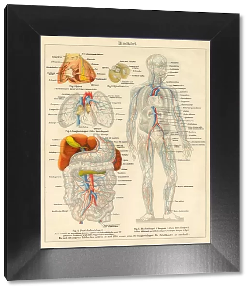 Human Body Nervous and Blood flow System Diagram Engraving