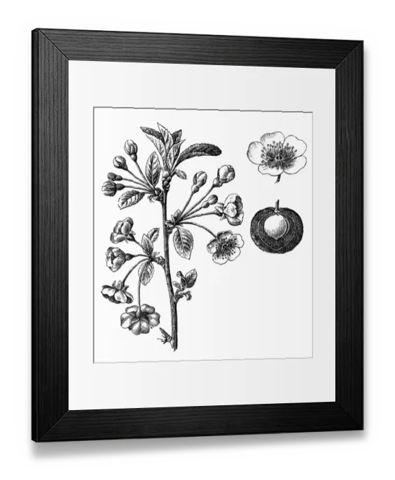Framed Print : Prunus cerasus (sour cherry, tart cherry, or dwarf cherry) Framed Print : Prunus cerasus (sour cherry, tart cherry, or dwarf cherry)