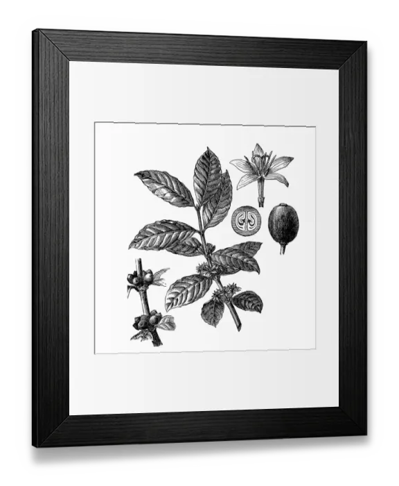 Framed Print : Coffee. Antique illustration of a coffee plant Framed Print : Coffee. Antique illustration of a coffee plant