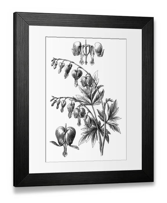 Framed Print : Lamprocapnos spectabilis (bleeding heart) Framed Print : Lamprocapnos spectabilis (bleeding heart)