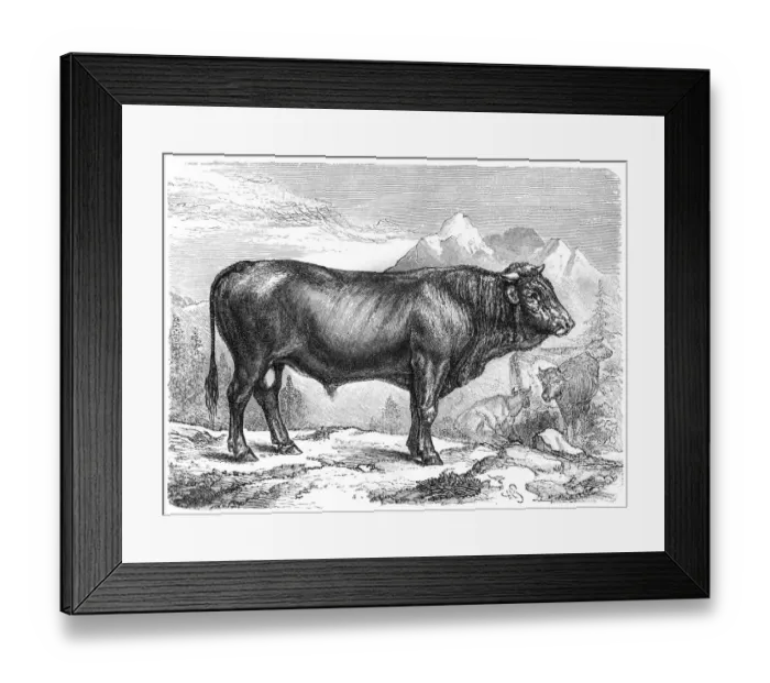 Framed Print : Taurus the Schwyz breed Framed Print : Taurus the Schwyz breed