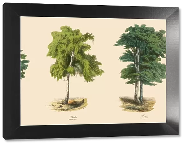 Ornamental Trees in the Forest, Victorian Botanical Illustration