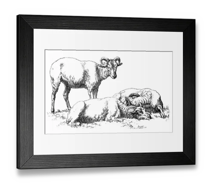 Framed Print : Antique illustration of three male sheep Framed Print : Antique illustration of three male sheep