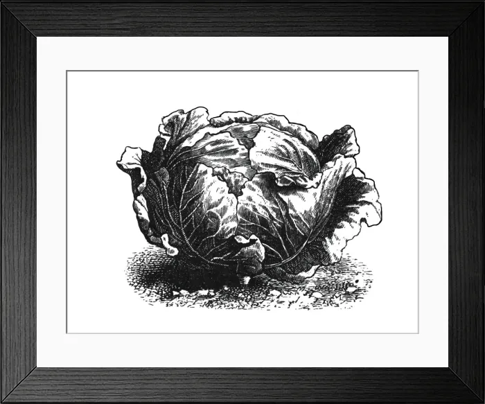 Framed Print : Cabbage. Engraved illustration of cabbage Framed Print : Cabbage. Engraved illustration of cabbage