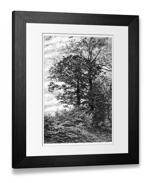 Framed Print : Antique illustration of woods of bur oaks at VerriAšres-le-Buisson (France) Framed Print : Antique illustration of woods of bur oaks at VerriAšres-le-Buisson (France)