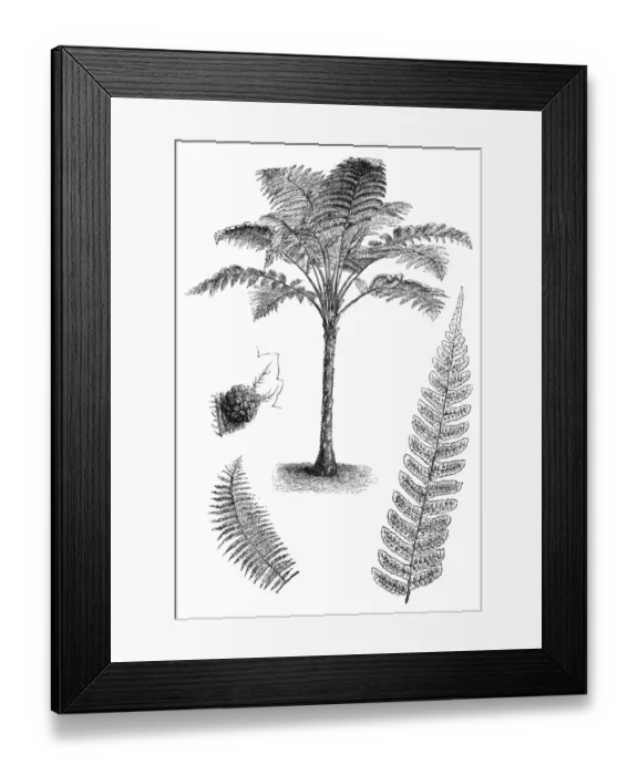 Framed Print : Rough Tree Fern (Cyathea australis) Framed Print : Rough Tree Fern (Cyathea australis)