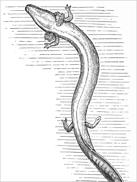Olm or proteus (Proteus anguinus)
