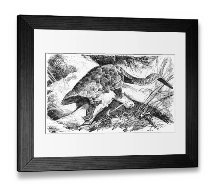 Framed Print : Giant Pangolin (Manis Gigantea) Framed Print : Giant Pangolin (Manis Gigantea)