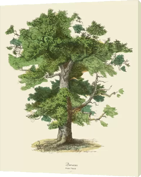 Oak Tree or Quercus, Victorian Botanical Illustration