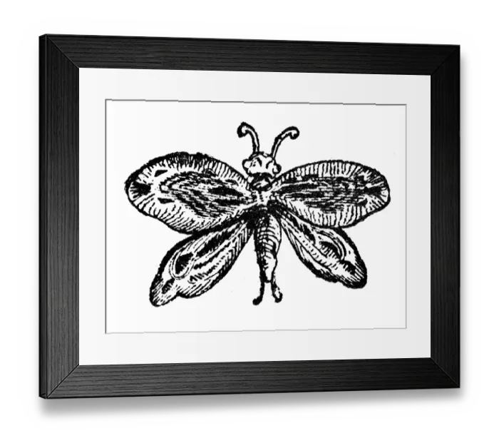 Framed Print : Antique illustration of a butterfly Framed Print : Antique illustration of a butterfly