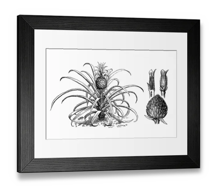 Framed Print : Pineapple. Antique illustration of pineapple Framed Print : Pineapple. Antique illustration of pineapple