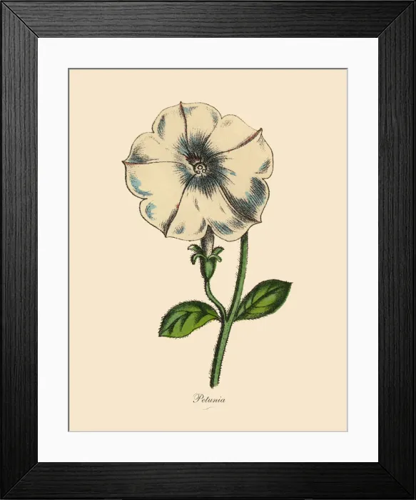 Framed Print : Petunia Plants, Victorian Botanical Illustration Framed Print : Petunia Plants, Victorian Botanical Illustration