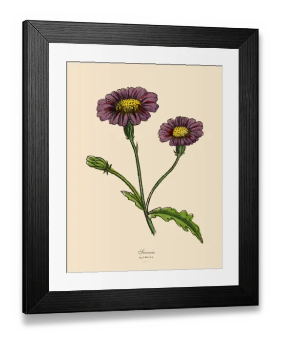 Framed Print : Senecio or Ragwort Plants, Victorian Botanical Illustration Framed Print : Senecio or Ragwort Plants, Victorian Botanical Illustration