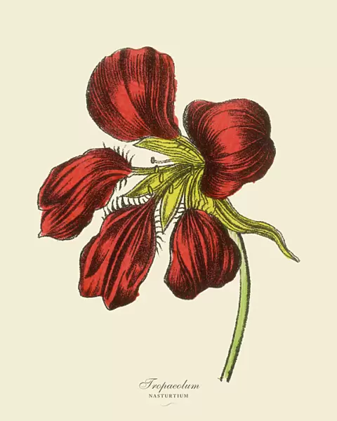 Tropaeolum and Nasturtium Plants, Victorian Botanical Illustration