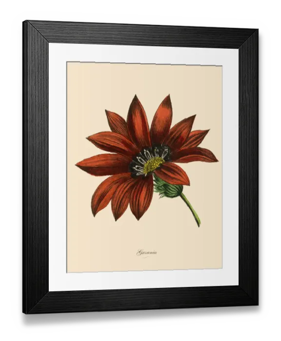 Framed Print : Gazania Plants, Victorian Botanical Illustration Framed Print : Gazania Plants, Victorian Botanical Illustration