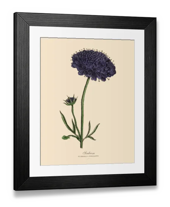 Framed Print : Scabiosa, Scabious and Pincusion Plants, Victorian Botanical Illustration Framed Print : Scabiosa, Scabious and Pincusion Plants, Victorian Botanical Illustration