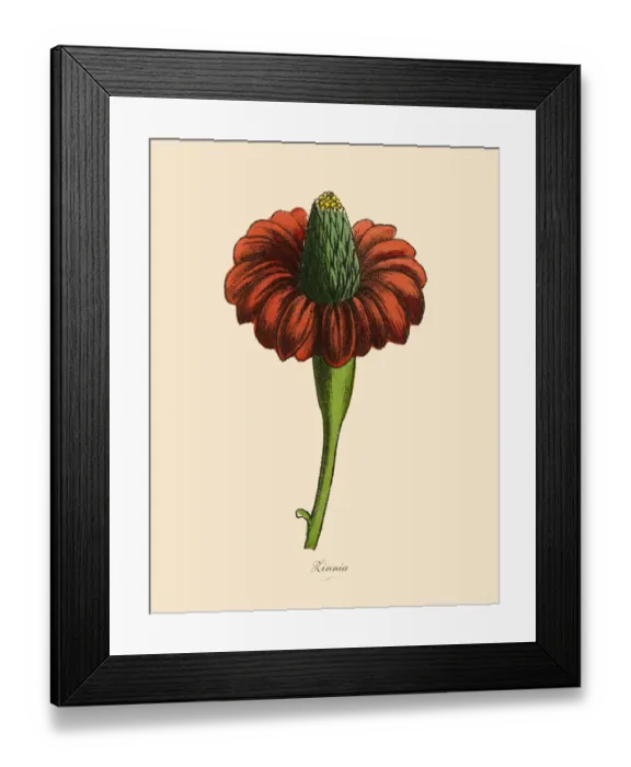 Framed Print : Zinnia Plants, Victorian Botanical Illustration Framed Print : Zinnia Plants, Victorian Botanical Illustration