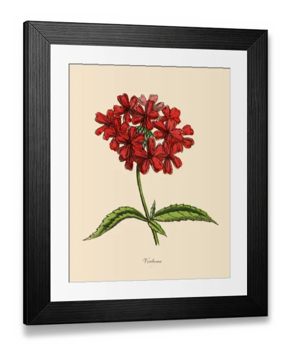 Framed Print : Verbena Plants, Victorian Botanical Illustration Framed Print : Verbena Plants, Victorian Botanical Illustration