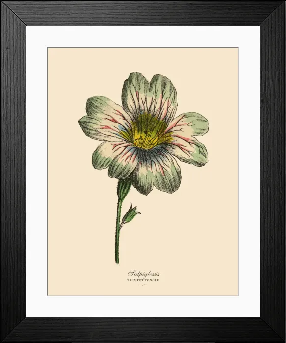 Framed Print : Salpiglossis and Trumpet Tongue Plants, Victorian Botanical Illustration Framed Print : Salpiglossis and Trumpet Tongue Plants, Victorian Botanical Illustration