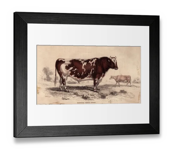 Framed Print : British Short Horn Framed Print : British Short Horn