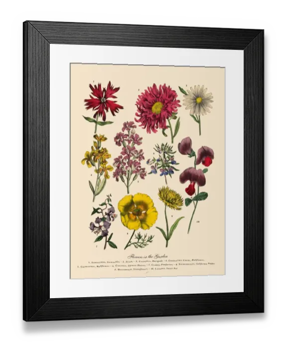 Framed Print : Exotic Flowers of the Garden, Victorian Botanical Illustration