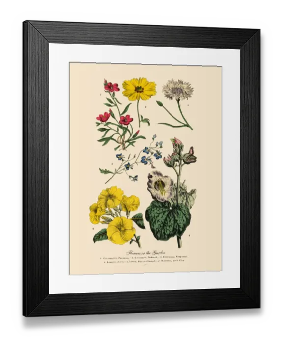 Framed Print : Exotic Flowers of the Garden, Victorian Botanical Illustration Framed Print : Exotic Flowers of the Garden, Victorian Botanical Illustration