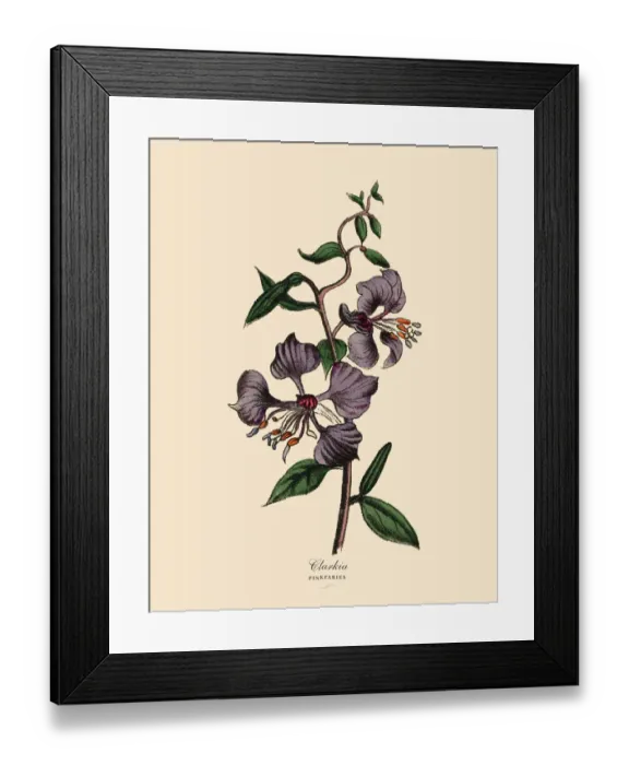 Framed Print : Clarkia and Pinkfaries Plants, Victorian Botanical Illustration Framed Print : Clarkia and Pinkfaries Plants, Victorian Botanical Illustration