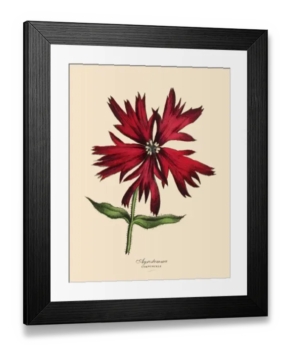Framed Print : Acrostemma and Corncockle Plants, Victorian Botanical Illustration Framed Print : Acrostemma and Corncockle Plants, Victorian Botanical Illustration