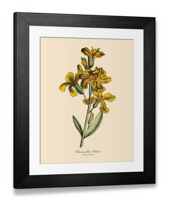 Framed Print : Cheiranthus or Wallflower Plant, Victorian Botanical Illustration Framed Print : Cheiranthus or Wallflower Plant, Victorian Botanical Illustration