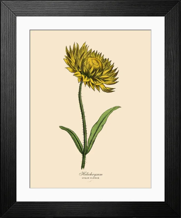Framed Print : Helichrysum or Straw Plant, Victorian Botanical Illustration Framed Print : Helichrysum or Straw Plant, Victorian Botanical Illustration