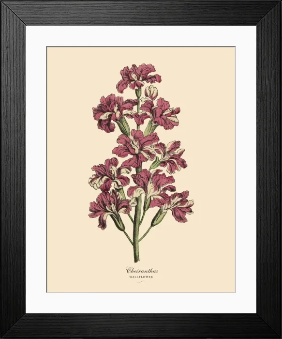 Framed Print : Cheiranthus or Wallflower Plant, Victorian Botanical Illustration Framed Print : Cheiranthus or Wallflower Plant, Victorian Botanical Illustration
