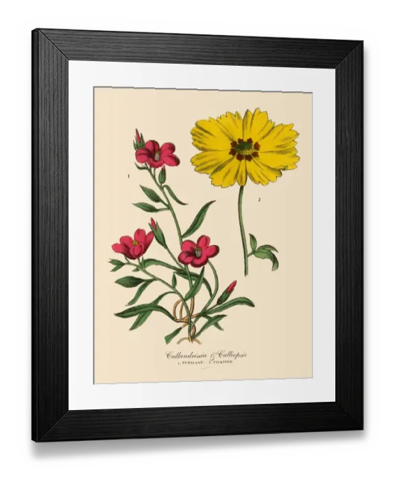 Framed Print : Purslane and Tickseed Plants, Victorian Botanical Illustration Framed Print : Purslane and Tickseed Plants, Victorian Botanical Illustration