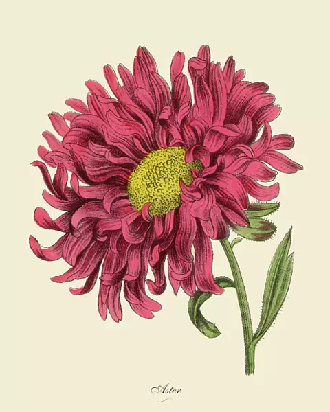 Aster or Star Plant, Victorian Botanical Illustration