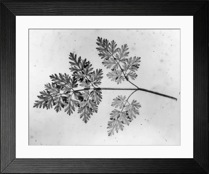 Framed Print : Plant Study Framed Print : Plant Study