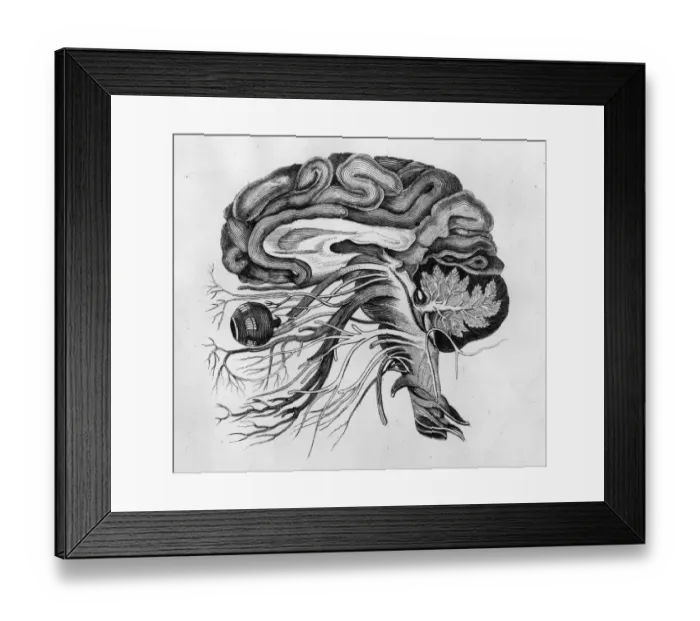 Framed Print : The Human Brain Framed Print : The Human Brain