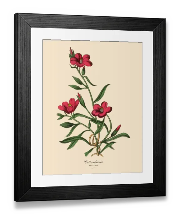 Framed Print : Calandrinia or Purslane Plant, Victorian Botanical Illustration Framed Print : Calandrinia or Purslane Plant, Victorian Botanical Illustration
