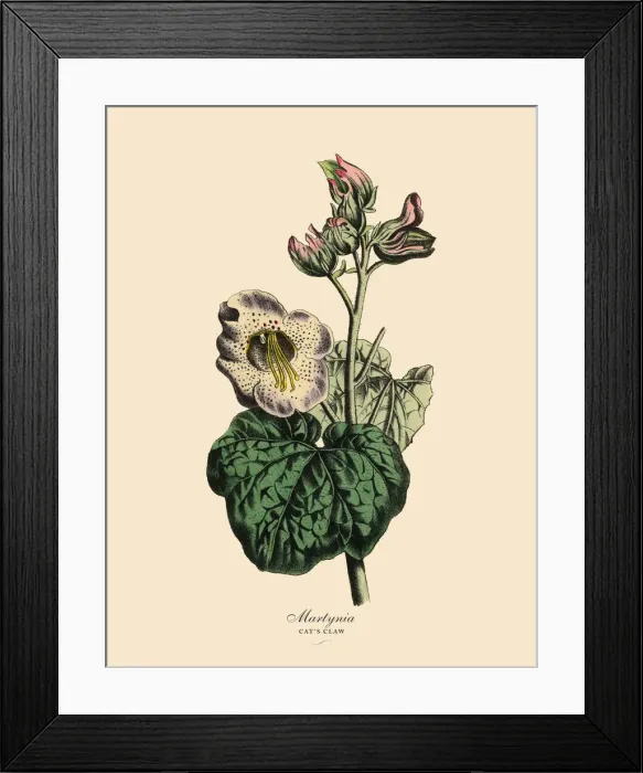 Framed Print : Martynia or Catas Claw Plant, Victorian Botanical Illustration