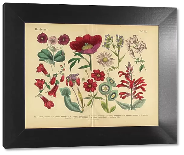 Red Exotic Flowers of the Garden, Victorian Botanical Illustration