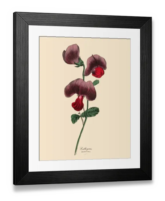 Framed Print : Lathyrus or Sweet Pea and Legume Plant, Victorian Botanical Illustration Framed Print : Lathyrus or Sweet Pea and Legume Plant, Victorian Botanical Illustration