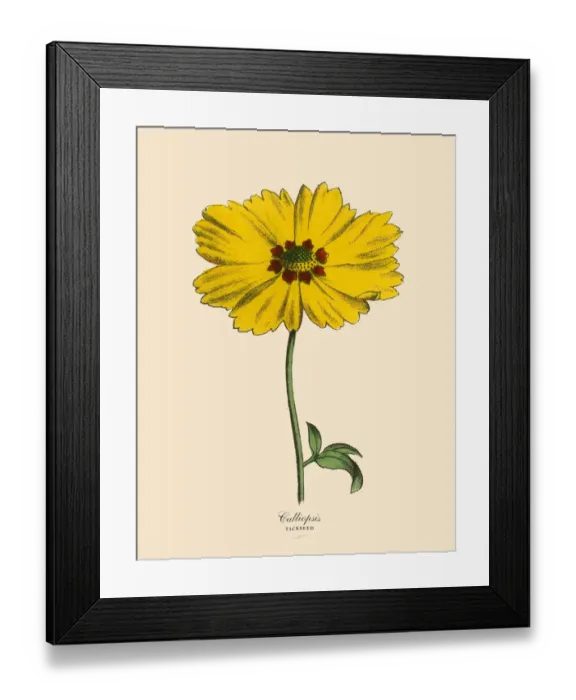 Framed Print : Calliopsis or Tickseed Plant, Victorian Botanical Illustration Framed Print : Calliopsis or Tickseed Plant, Victorian Botanical Illustration