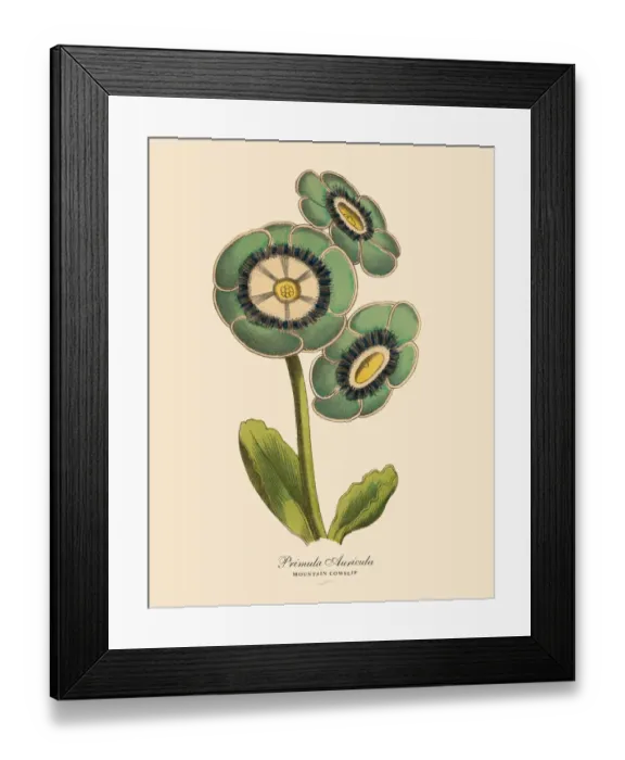 Framed Print : Primula Auricula or Mountain Cowslip Plant, Victorian Botanical Illustration Framed Print : Primula Auricula or Mountain Cowslip Plant, Victorian Botanical Illustration