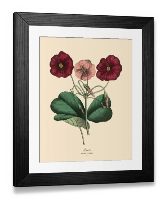 Framed Print : Oxalis or Wood Sorrel Plant, Victorian Botanical Illustration