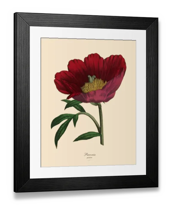 Framed Print : Paenoia or Peony Plant, Victorian Botanical Illustration Framed Print : Paenoia or Peony Plant, Victorian Botanical Illustration