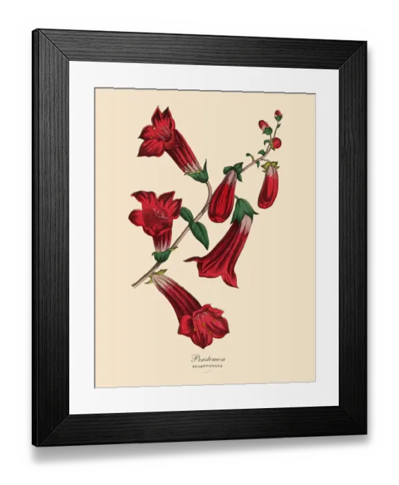 Framed Print : Penstemon or Beardtongue Plant, Victorian Botanical Illustration Framed Print : Penstemon or Beardtongue Plant, Victorian Botanical Illustration