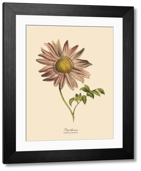 Framed Print : Pyrethrum or Chrysanthemum Plant, Victorian Botanical Illustration Framed Print : Pyrethrum or Chrysanthemum Plant, Victorian Botanical Illustration