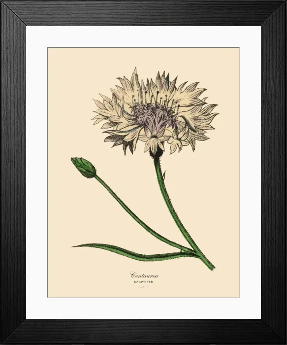 Framed Print : Centaurea or Knapweed Plant, Victorian Botanical Illustration Framed Print : Centaurea or Knapweed Plant, Victorian Botanical Illustration