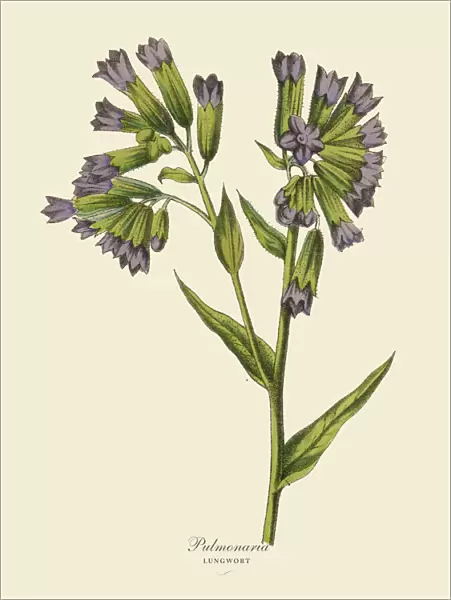 Pulmonaria or Lungwort Plant, Victorian Botanical Illustration